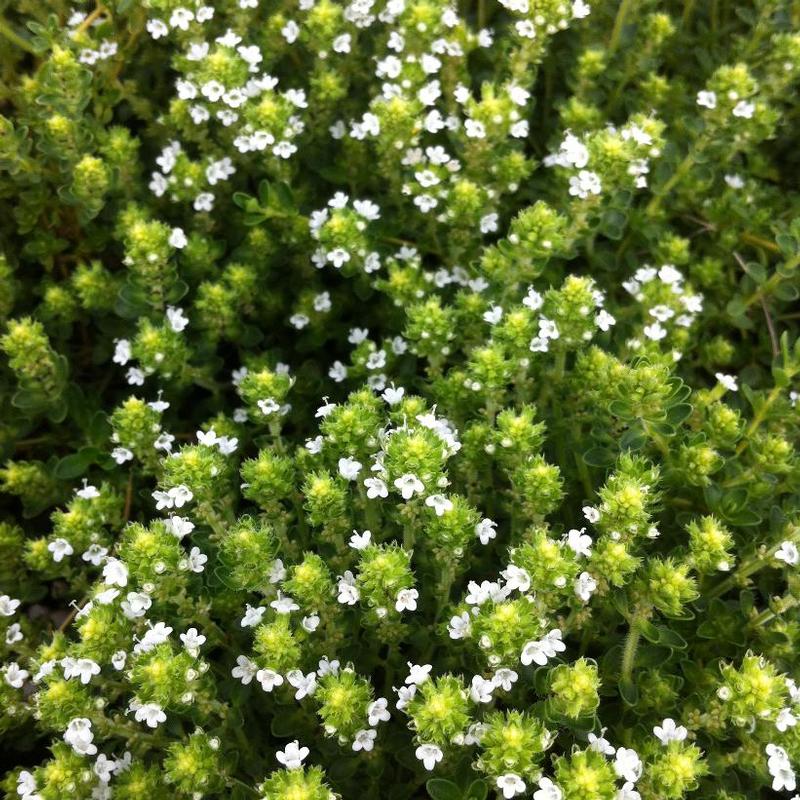 White Thyme